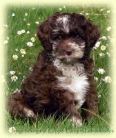 /album/fotogaleria/abiggerchocolatemerleboy6wks-copia-copia-jpg/